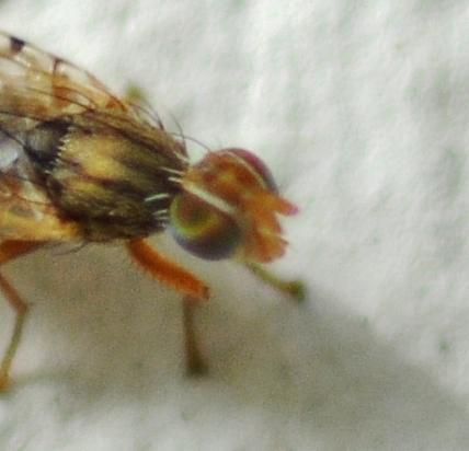 Réf. 310 706 : Dioxyna bidentis